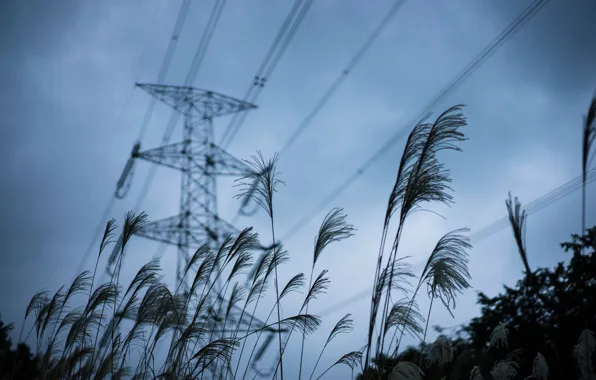 The sky, grass, power lines