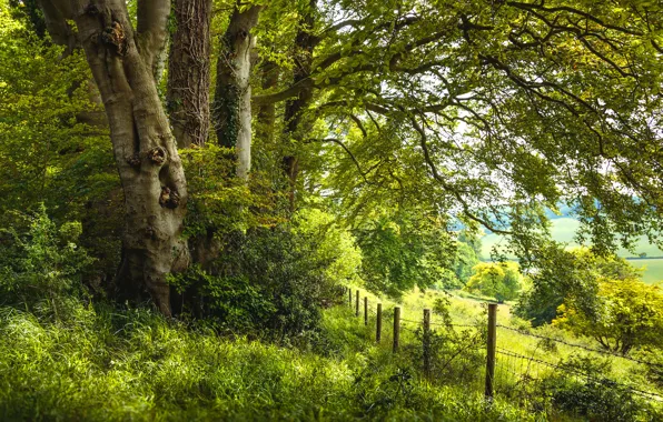 Greens, summer, grass, trees, branches