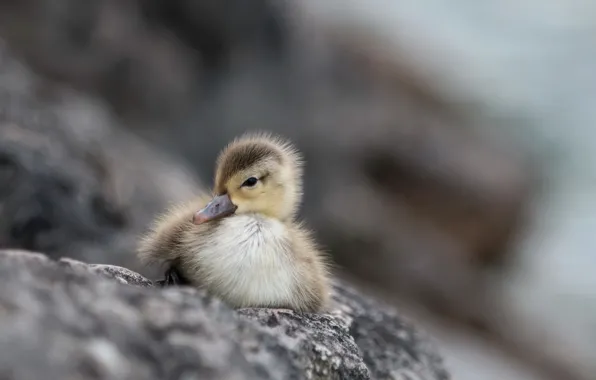 Nature, background, Little Duck