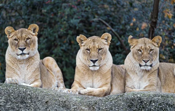 Nature, stay, predators, trio, big cats, lioness