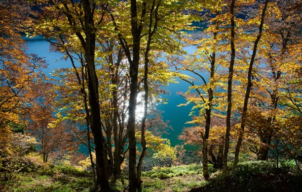 Autumn, trees, lake, reflection, France, Auvergne