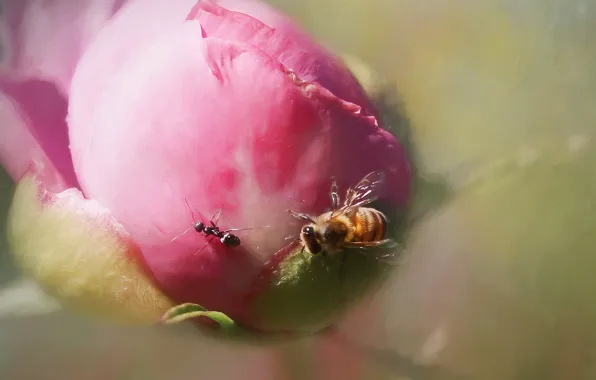 Macro, bee, ant, peony