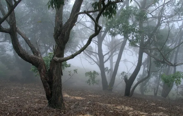Forest, trees, nature, fog, Sri Lanka, Sri Lanka