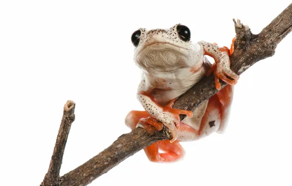 Tree frog african, the okavango delta, Hyperolius marmoratus
