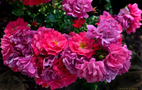 Roses, petals, rose Bush