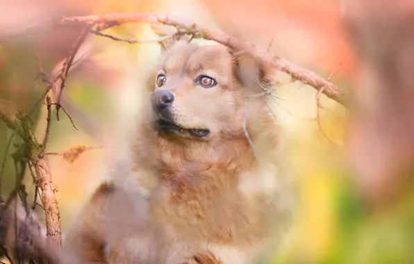 Look, face, branches, portrait, dog, bokeh