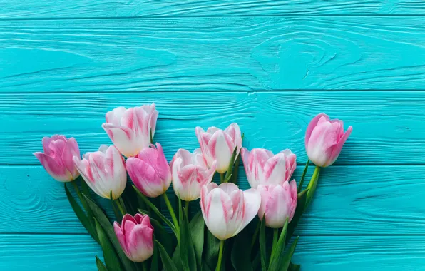 Picture flowers, spring, tulips, blue background
