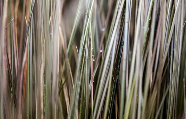 Picture grass, drops, macro, blur, grass