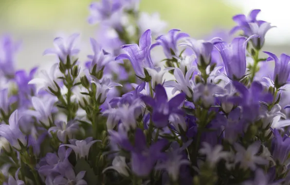 Flowers, bouquet, blur, bells, field, lilac, bokeh