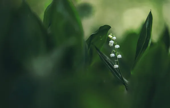 Greens, leaves, flowers, blur, spring, stem, white, lilies of the valley