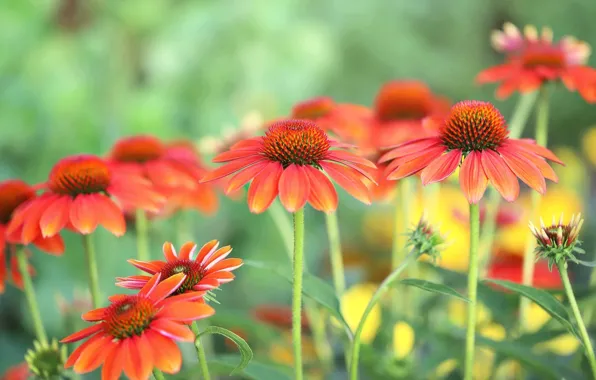 Summer, flowers, garden, red, orange, green background, bokeh, rudbeckia