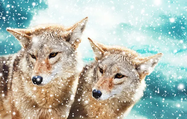 Look, face, snow, pair, coyote
