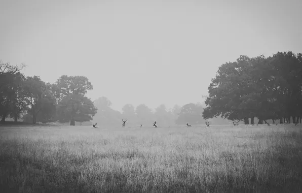 Field, trees, fog, deer