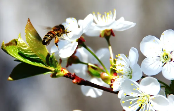 Bee, spring, Apple, in bloom