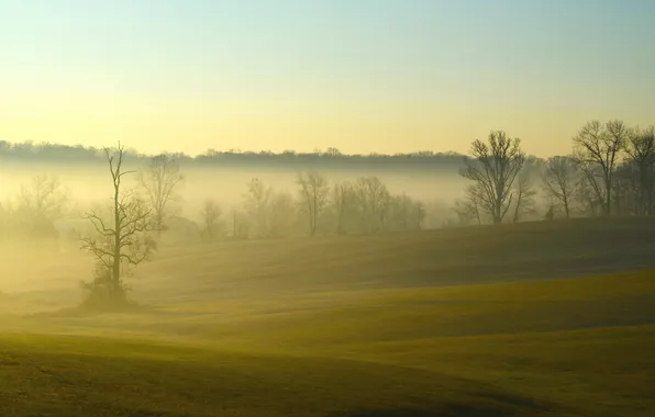 Field, landscape, fog, morning