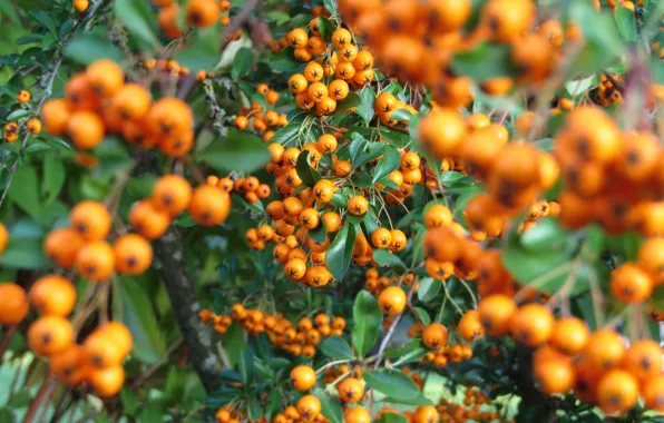 Picture autumn, leaves, orange, branches, nature, berries, fruit, a lot