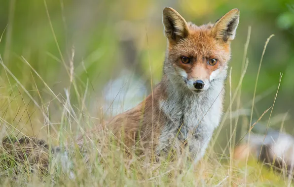 Grass, face, portrait, Fox, green background, wildlife
