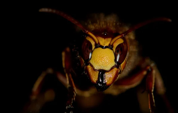 Look, macro, OSA, insect, hornet, black background