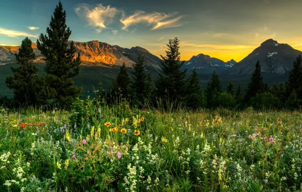 Picture landscape, flowers, mountains, nature, ate