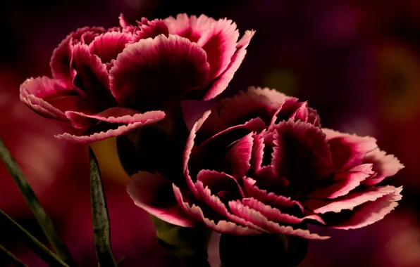 Macro, flowers, the dark background, bright, two, petals, Duo, carnation