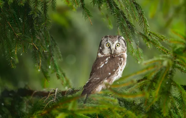Look, branches, tree, owl, bird, needles, green background, owl