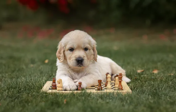 Picture dog, chess, puppy, Golden Retriever, Golden Retriever, Victoria Dubrovskaya