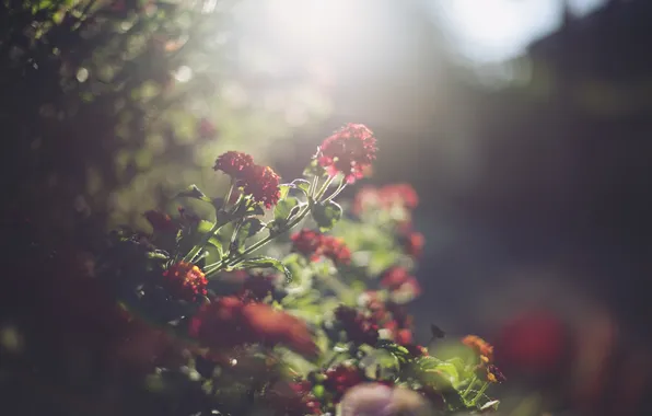 Flowers, red, petals