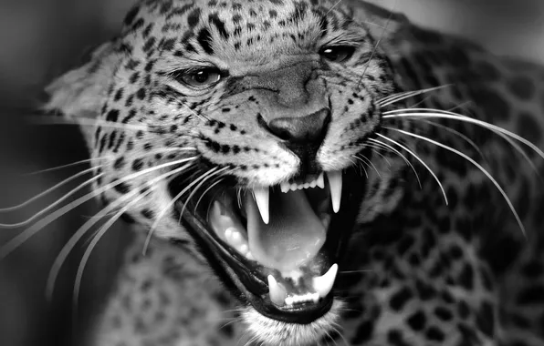 Picture cat, Leopard, beast