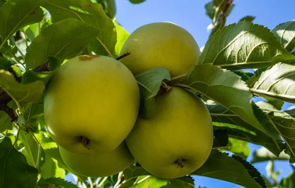 Nature, Tree, Fruit, Apples, Green Apples