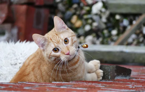 Cat, look, red, kitty