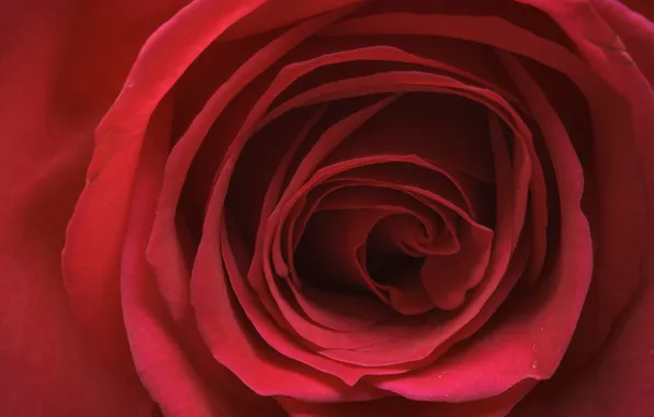 Macro, rose, petals, Bud, red rose