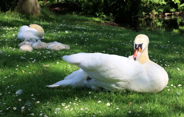White, birds, stay, bird, glade, lies, Swan, swans
