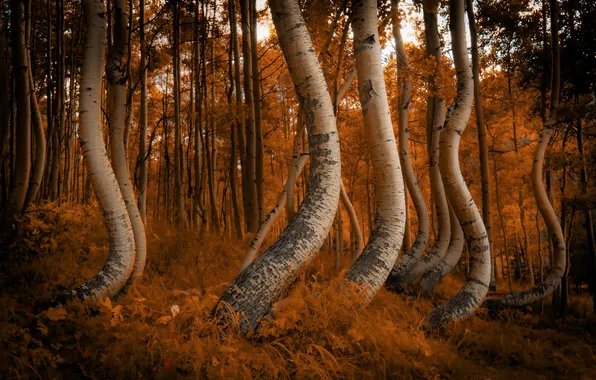 Autumn, forest, trees, aspen