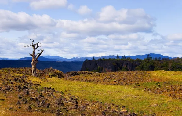 Picture forest, summer, the sky, clouds, landscape, mountains, nature, tree