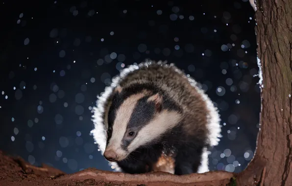 Night, glare, badger