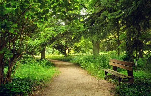 Nature, Trees, Bench, Summer, Park