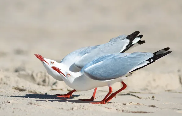 Picture sand, birds, two, seagulls, silver