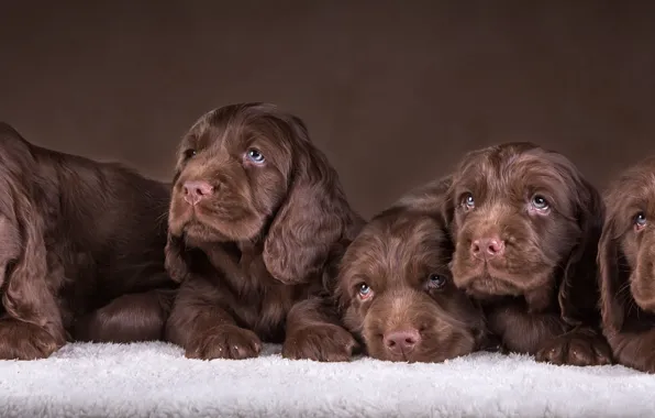 Puppies, six, Spaniel, chocolate