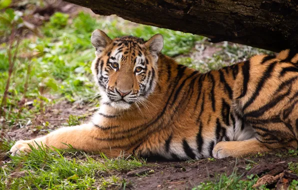 Picture grass, look, face, trees, nature, tiger, glade, lies