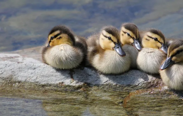 Birds, shore, stone, kids, ducklings, duck, Chicks, pond