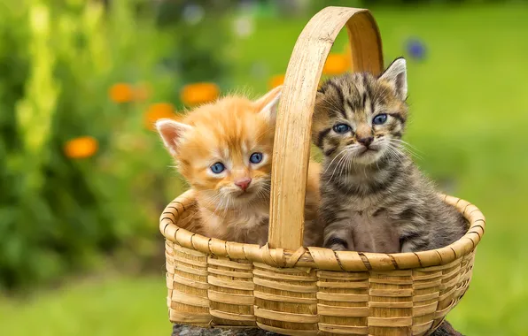 Summer, look, cats, flowers, pose, kitty, grey, garden