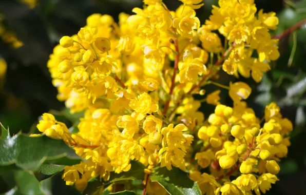 Spring, Spring, Flowering, Flowering, Yellow flowers, Yellow flowers, Mahonia, Mahonia