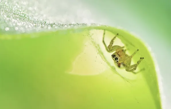 Macro, background, Jumping Spider