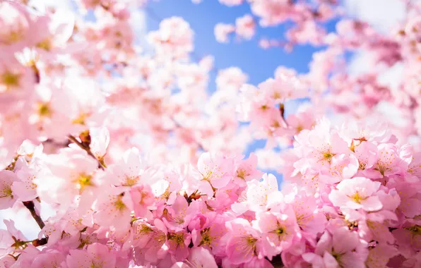 Picture beauty, petals, Sakura, flowering