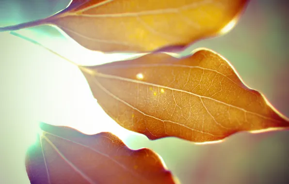 Autumn, leaves, macro, light