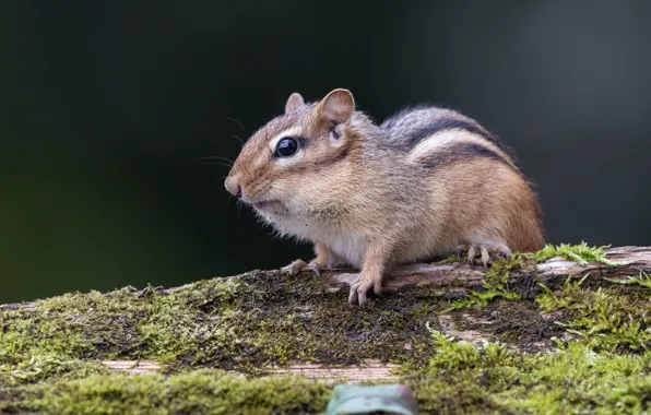 Look, nature, background, moss, animal, Chipmunk, bark, rodent