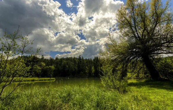 Picture forest, summer, the sky, grass, clouds, trees, lake, the reeds
