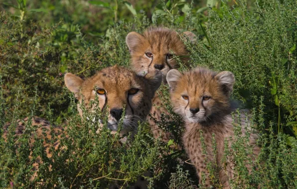 Children, family, mom, cheetahs