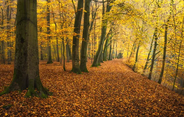 Autumn, trees, Park, river, Germany, fallen leaves