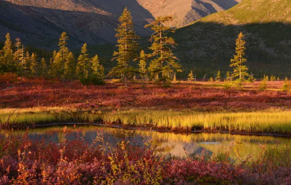 Grass, light, trees, mountains, hills, shore, ate, slope